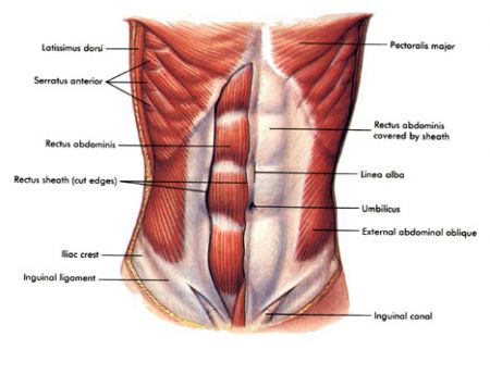 anterior-abdominal-wall